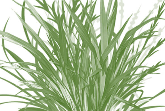 pennello fiore per photoshop
