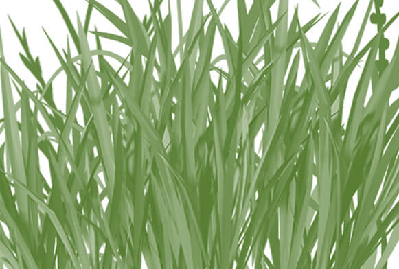 pennelli per fiori photoshop