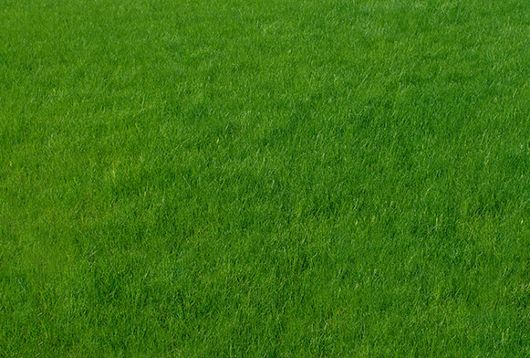 tag:texture:grass_side_overlay