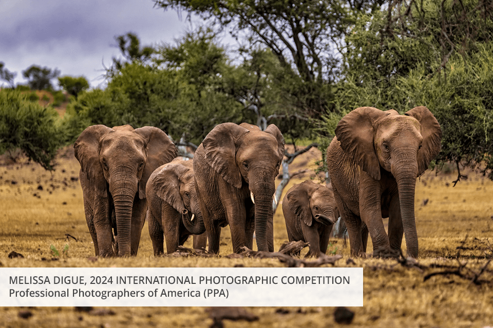 free photography associations professional photographers of america