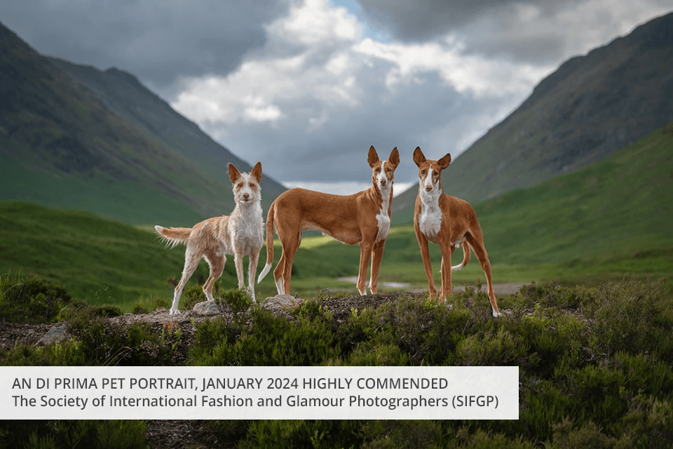 free photography associations the society of international fashion and glamour photographers