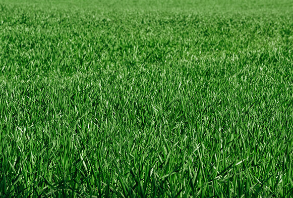 champ de texture d'herbe verte fraîche en arrière-plan 2980431 Photo de  stock chez Vecteezy