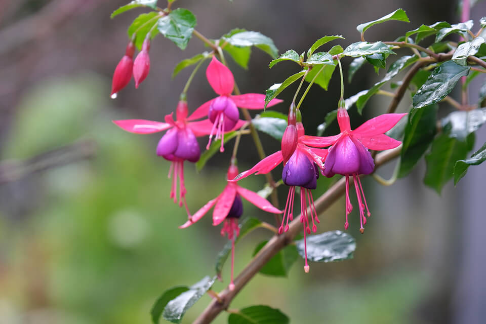 fujifilm instax wide 300 fujifilm camera lifestyle