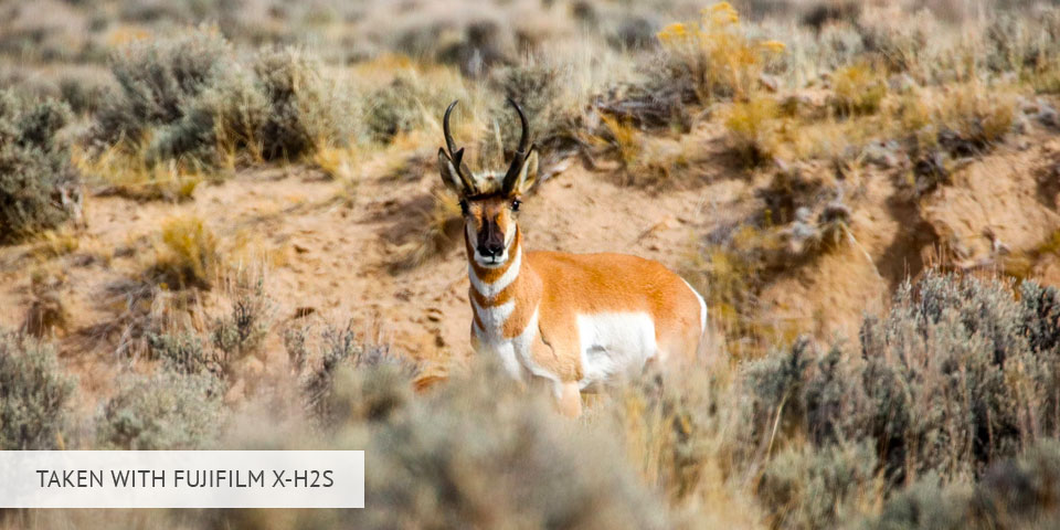 fujifilm x-h2s camera for wildlife photography sample