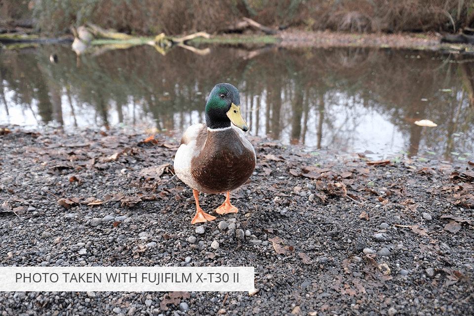 fujifilm x t30 ii camera under 1000 dollars photo sample