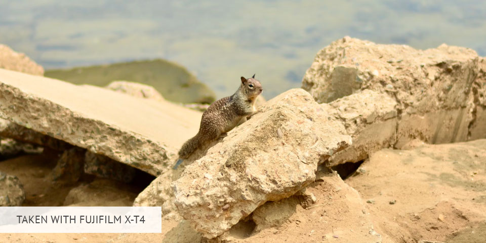 fujifilm x-t4 camera for wildlife photography sample