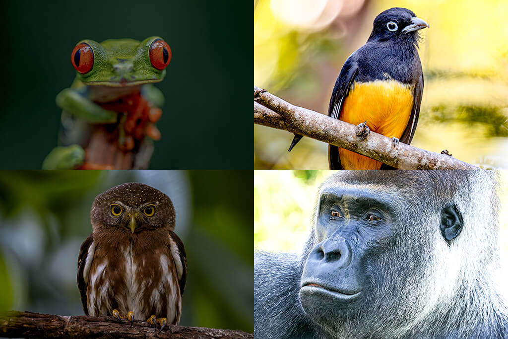 gamma correction in image processing bad examples