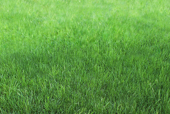 Free Grass Textures (High Resolution) for Photoshop