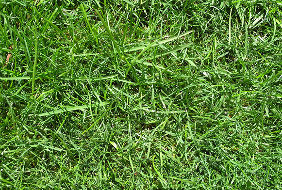 seamless dirt grass texture