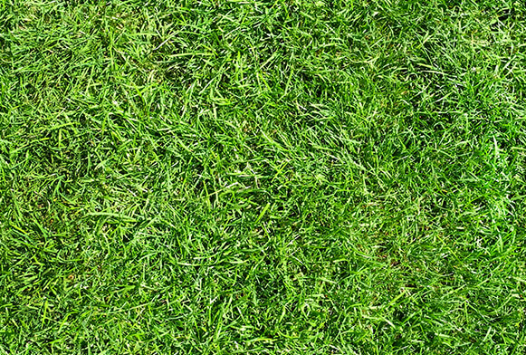 Бесплатные текстуры травы (высокое разрешение) для Photoshop