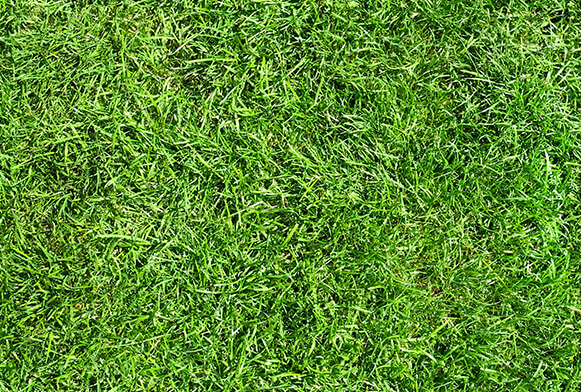 3d grass texture hd