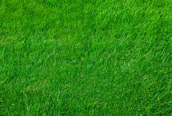 grass texture photoshop free download