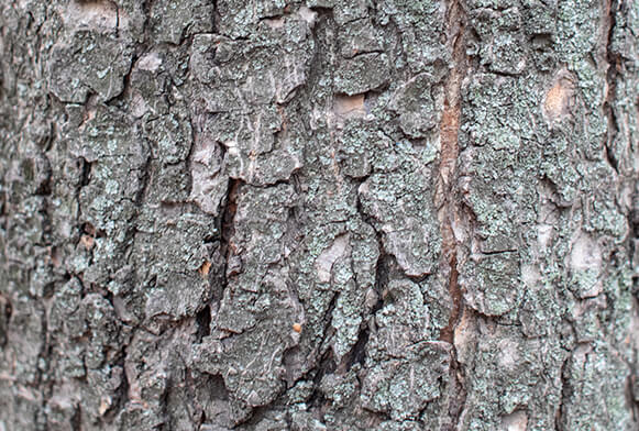 Textura trávy ve vysokém rozlišení ke stažení