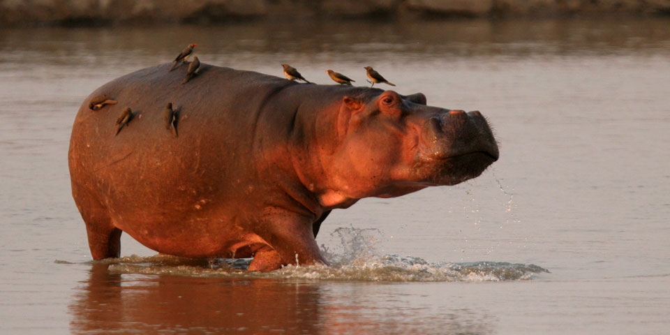 kaingo’s hippo permanent wildlife photography hide