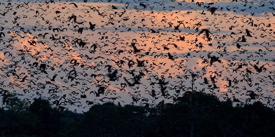 kasanka permanent wildlife photography hide