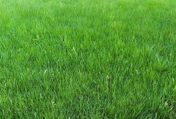 Free Grass Textures (High Resolution) for Photoshop