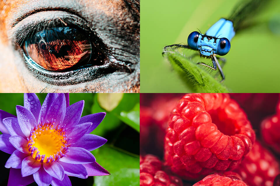 macro photography samples