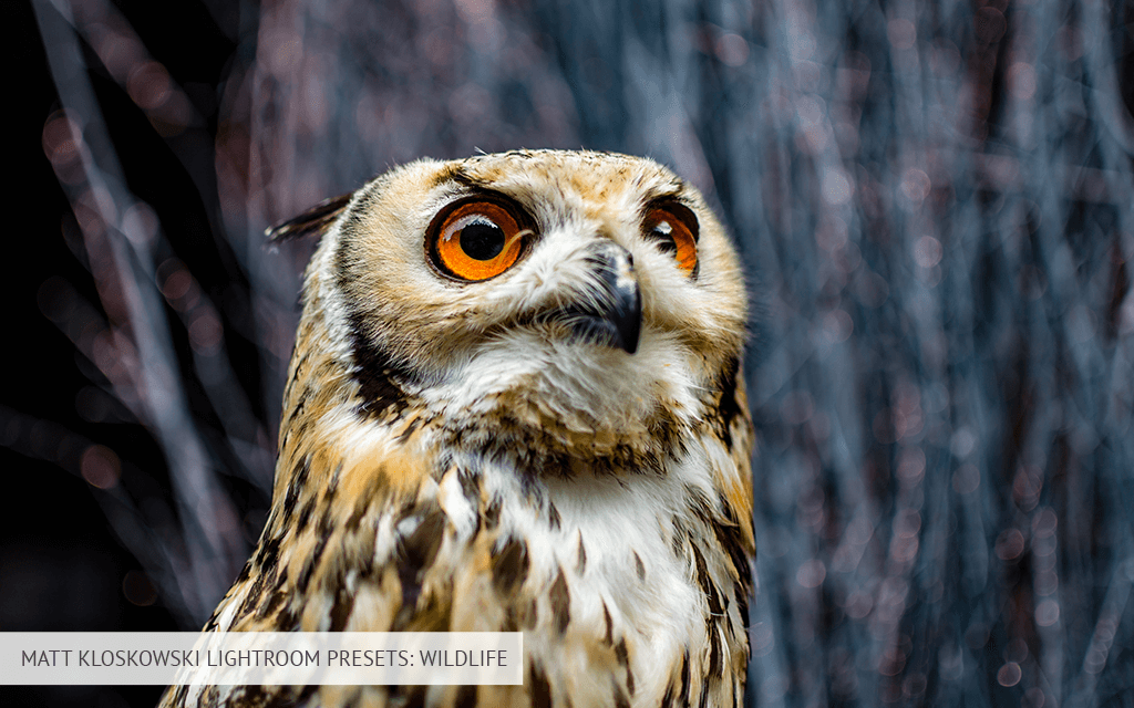 مات kloskowski المسبقة الحياة البرية