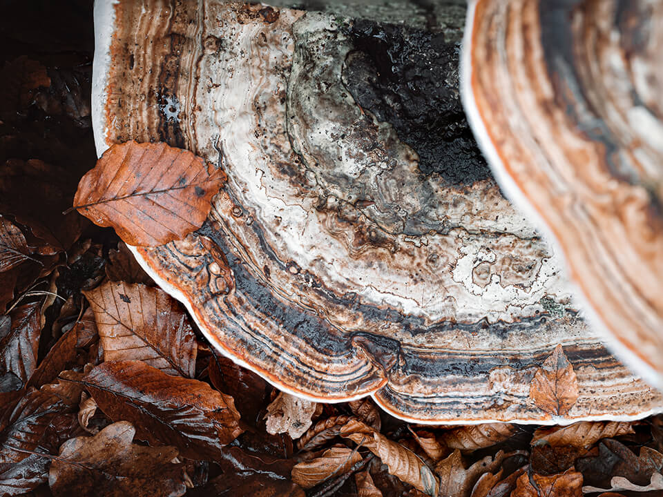 mikael svensson naturliga skott exempel