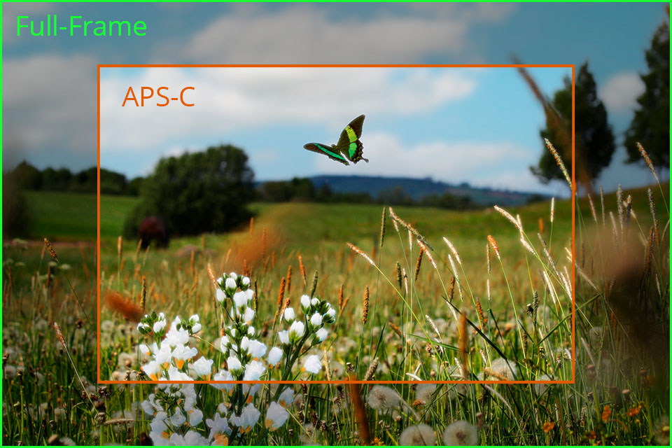 mirrorless camera for video sensor size