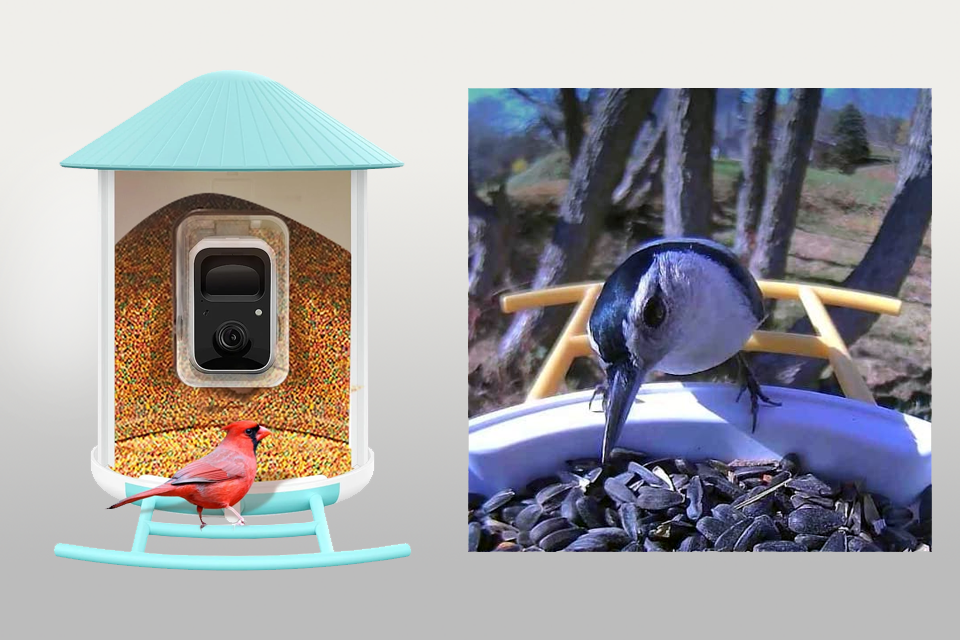 netvue birdfy ai bird feeder camera for birds lifestyle