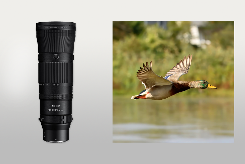 nikon 180-600mm wildlife lens