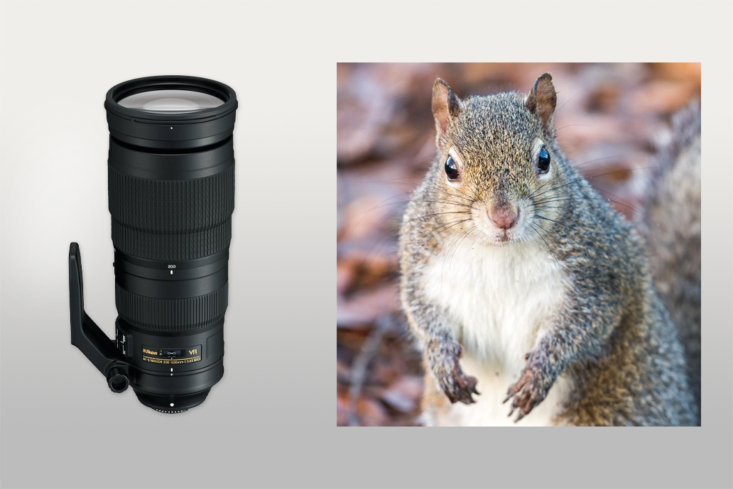 nikon 200-500mm wildlife lens