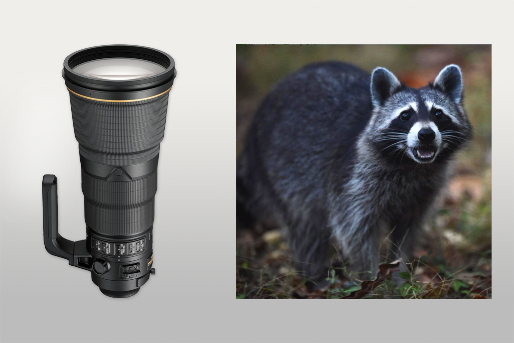 nikon 400mm wildlife lens
