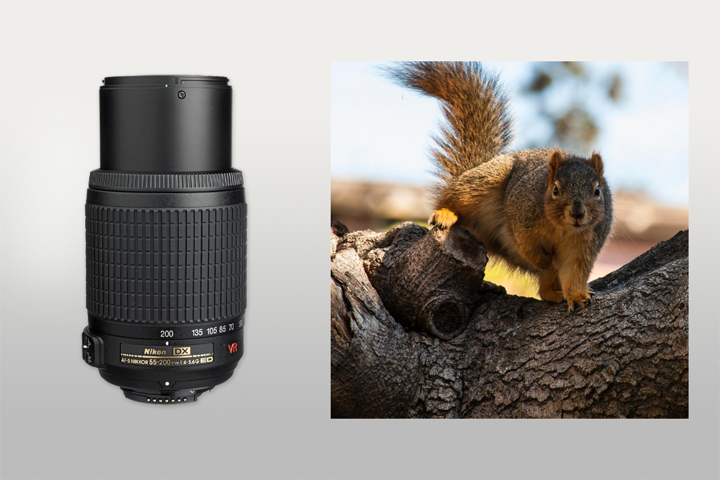 nikon 55-200mm wildlife lens