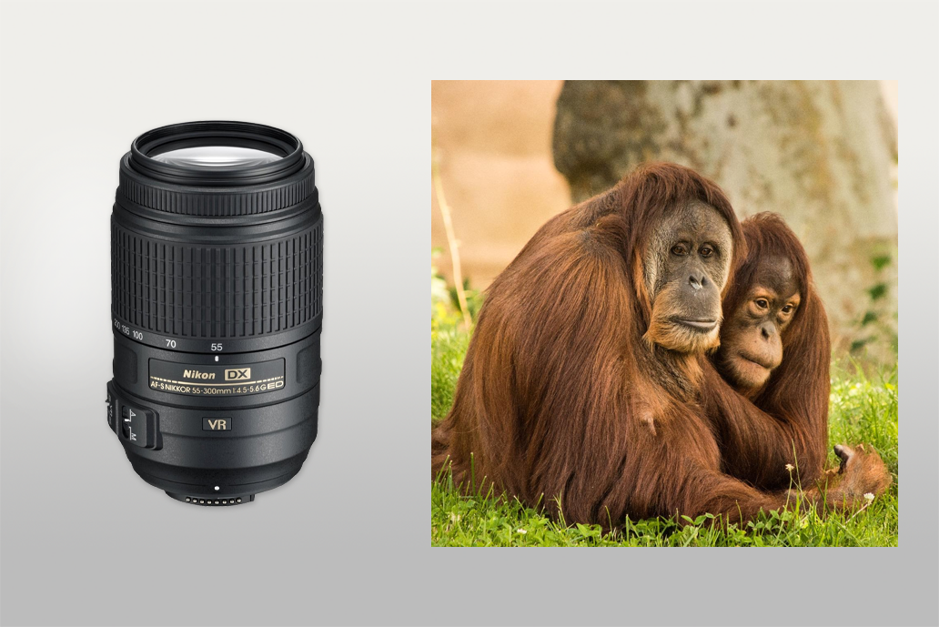 nikon 55-300mm wildlife lens