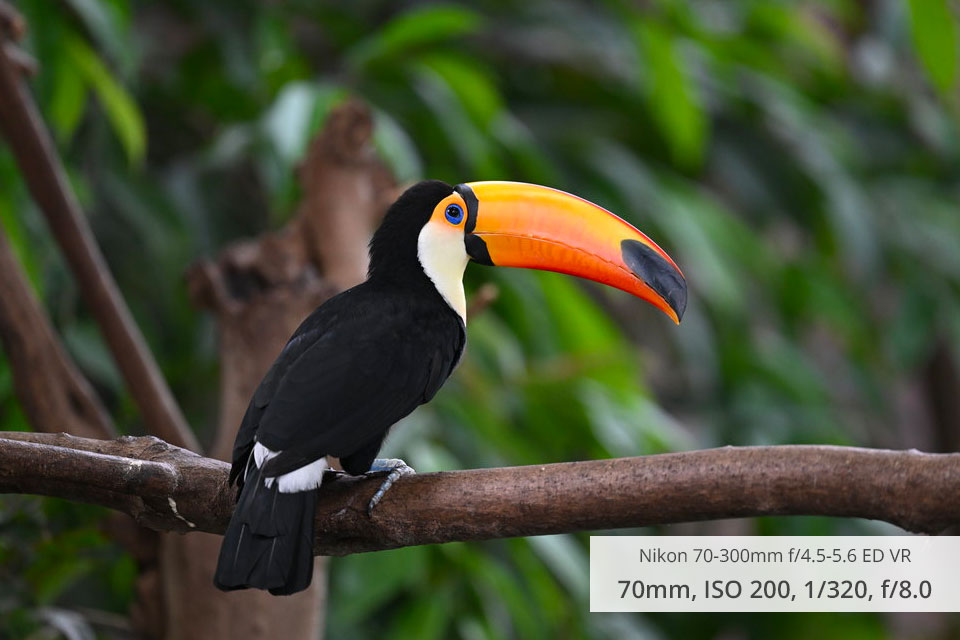 nikon 70 300mm f4.5 5.6 ed vr wildlife