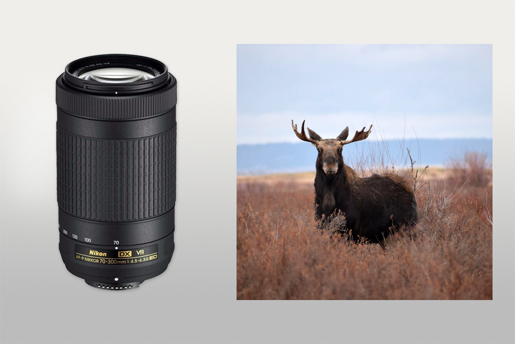 nikon 70-300mm wildlife lens