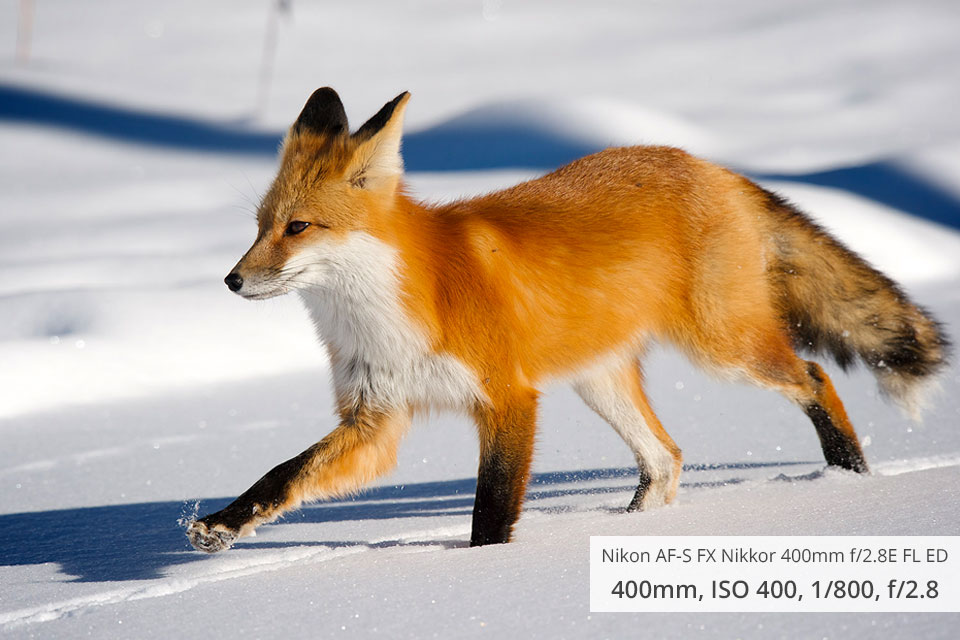 nikon af s fx nikkor 400mm f2.8e fl ed wildlife