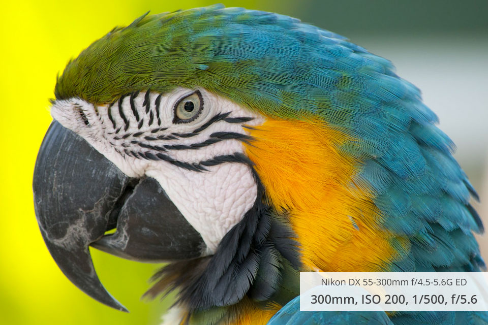 nikon af s fx nikkor 55 300mm f4.4 5.6g ed wildlife