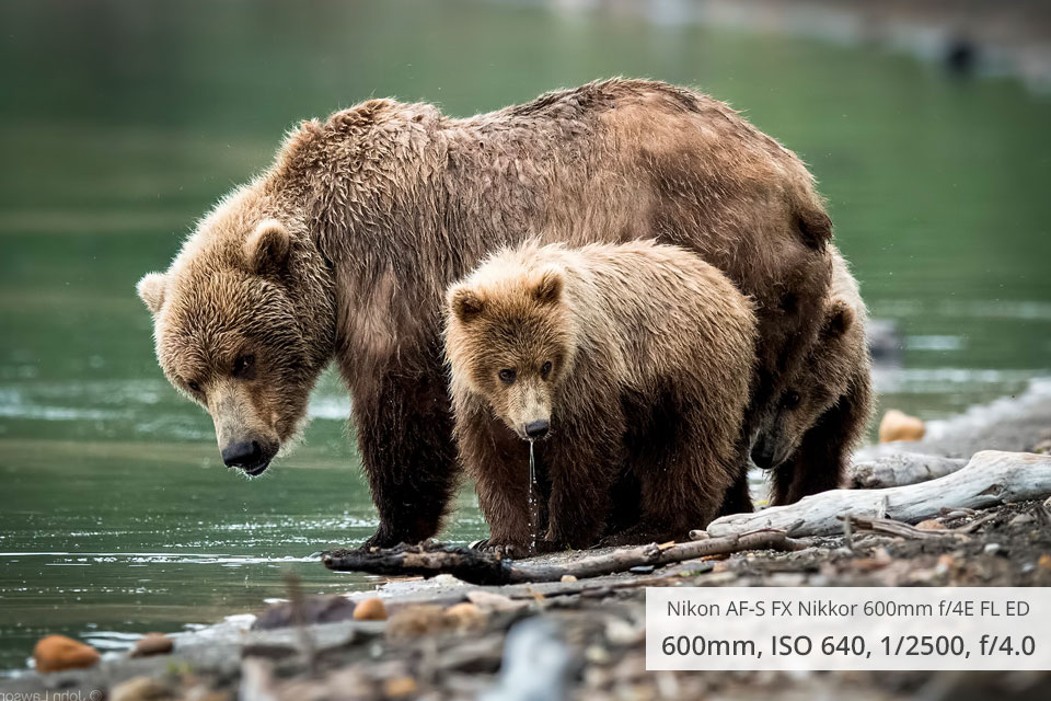 nikon af s fx nikkor 600mm f4e fl ed wildlife