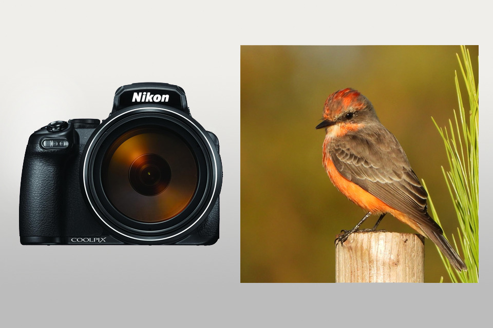 nikon coolpix p1000 camera for birds lifestyle