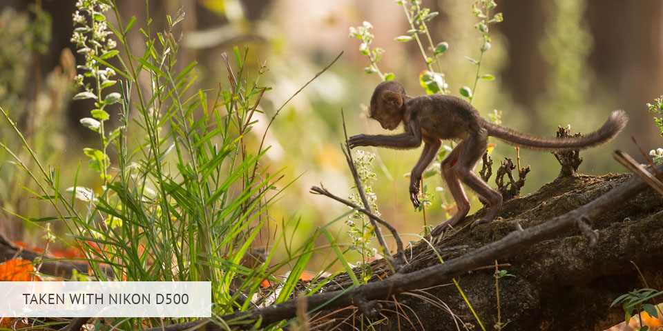 nikon d500 camera for wildlife photography sample