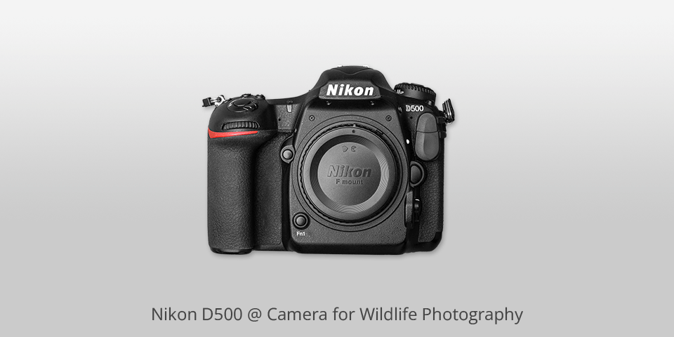 nikon d500 camera for wildlife photography