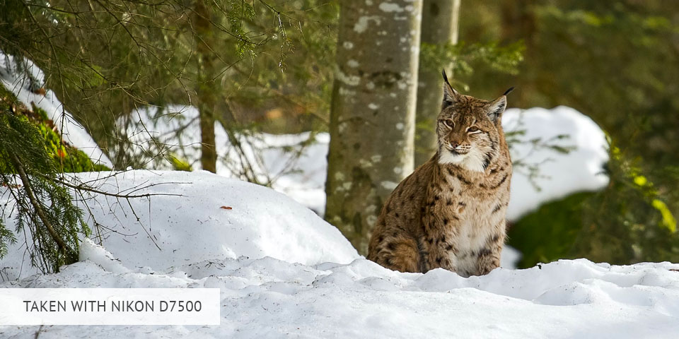 nikon d7500 camera for wildlife photography sample