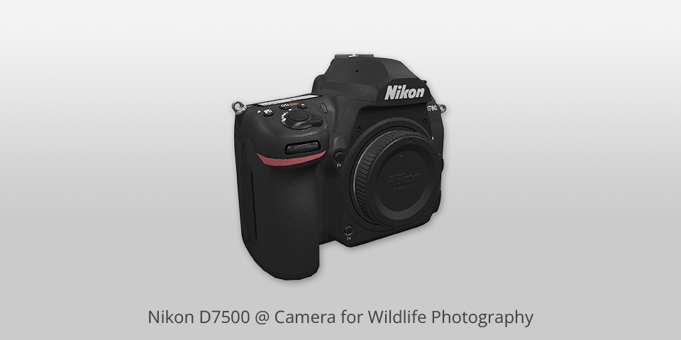 nikon d7500 camera for wildlife photography