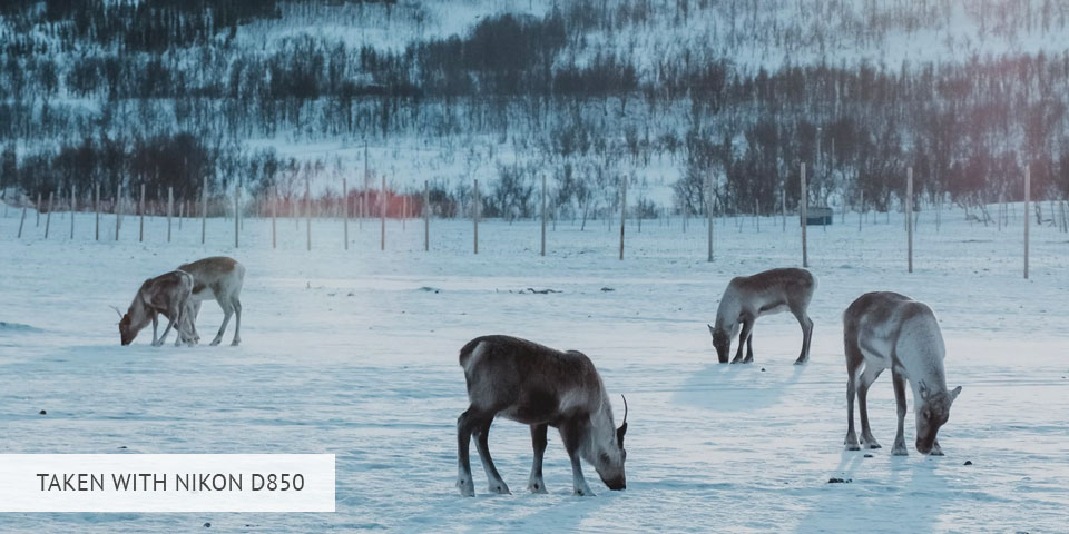 nikon d850 camera for wildlife photography sample