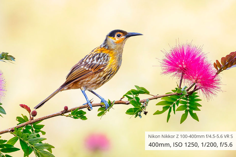 nikon nikkor z 100 400mm f4.5 5.6 vr s wildlife