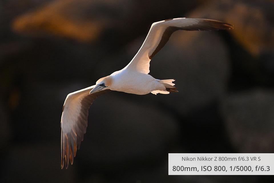 nikon nikkor z 800mm f6.3 vr s wildlife