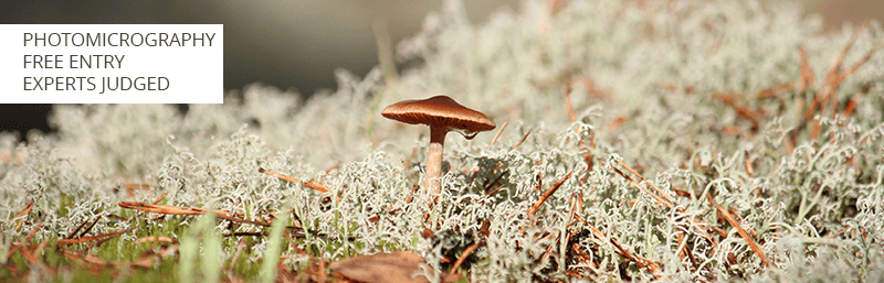 nikon photo competition for beginners