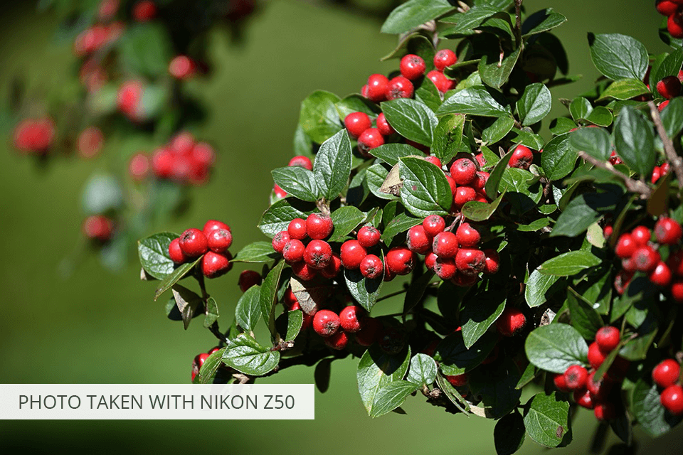 nikon z50 camera under 1000 dollars photo sample