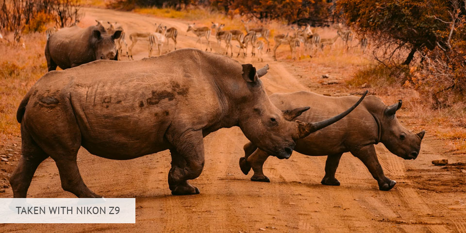 nikon z9 camera for wildlife photography sample