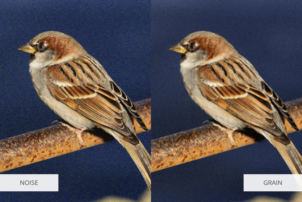 noise vs grain comparison