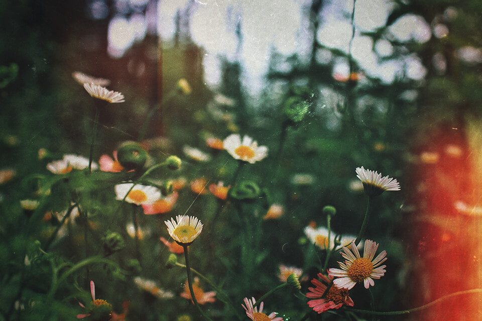 old camera to buy contax g1