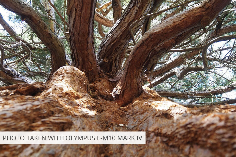 olympus e m10 mark iv camera for amateur photographer photo sample