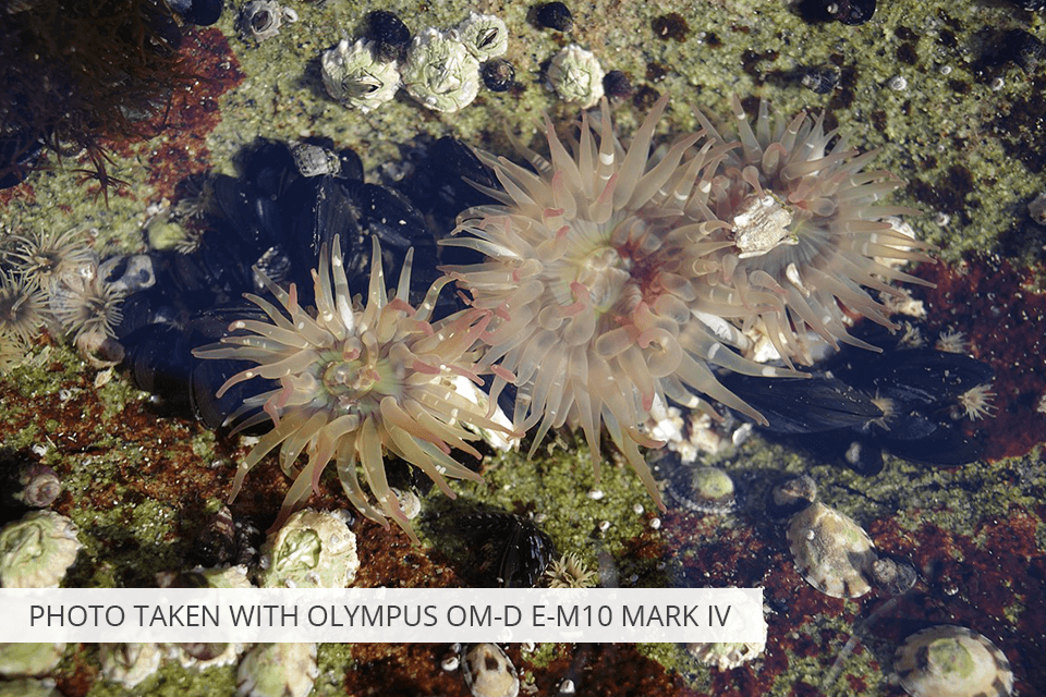 olympus om d e m10 mark iv camera under 1000 dollars photo sample